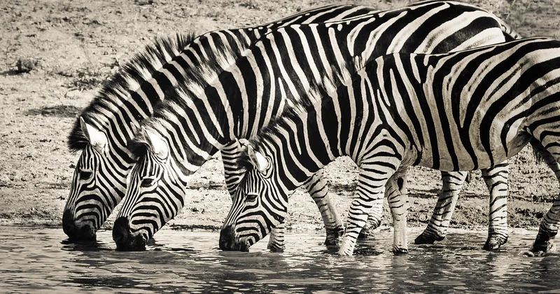 Quelle période choisir pour un safari en Afrique du Sud ?
