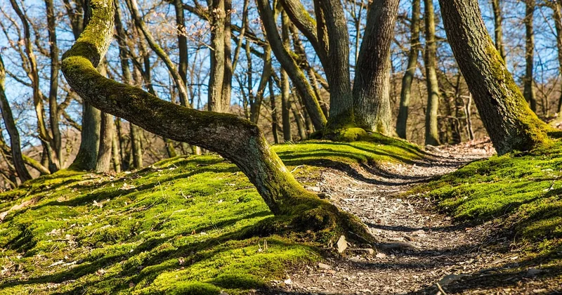 Les circuits combinés : trois Great Walks en une seule semaine