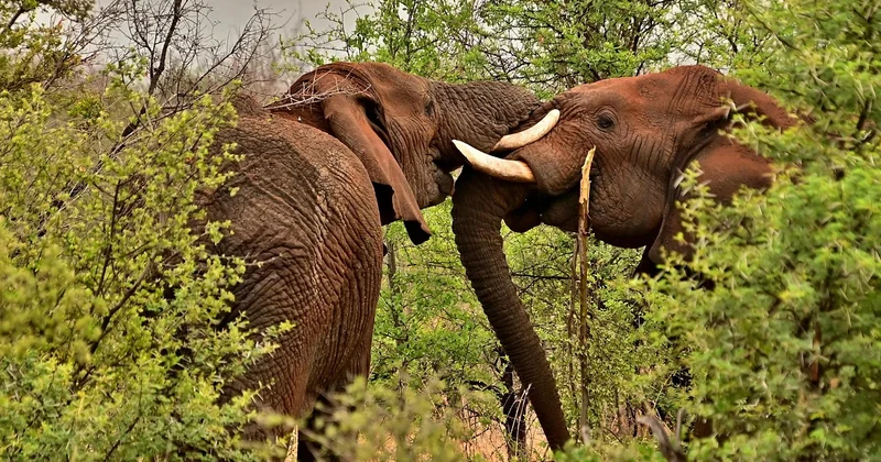 Les destinations de safari en Afrique du Sud que l'on cite trop peu